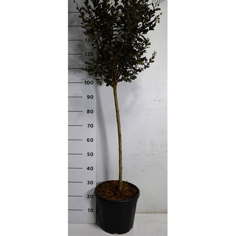 Kreppmyrten – Lagerstroemia indica 'Coconut Sorbet' - C15 80 cm. Stam